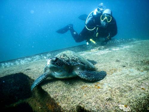Best Adventures in Baja Scuba Snorkeling diving tours Cabo