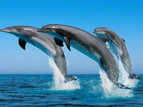Ocean Dive