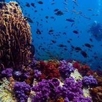 Sharkey Scuba Ltd. Part.