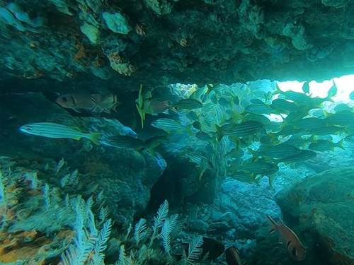 Tayrona Dive Center