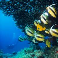 Scuba Leader