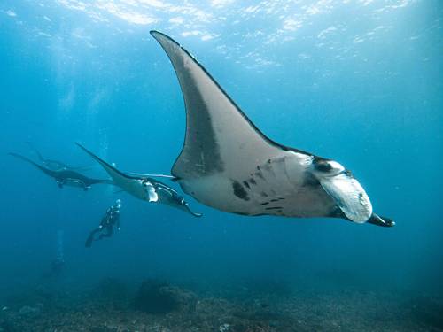 Pure Dive Resort, Nusa Penida Diving