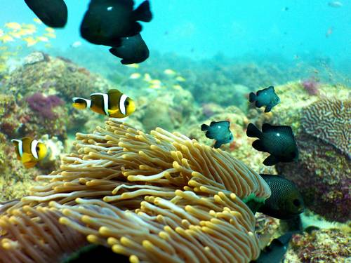 Crystal Diving
