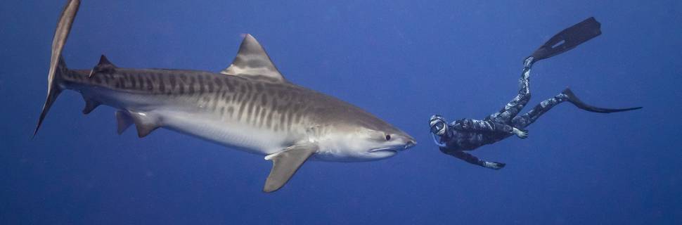 Fuvahmulah Dive School