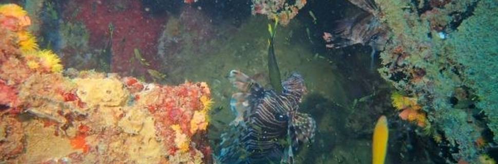 Our Ocean Diving