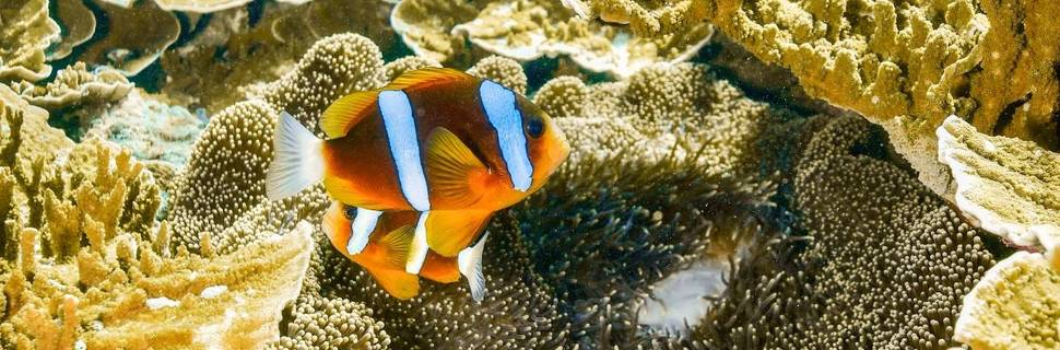 Reef Magic Cruises