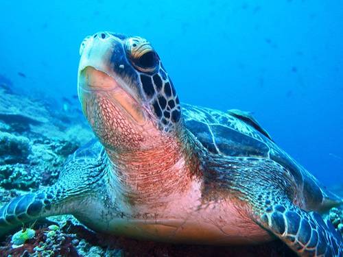 Lembongan Discovery Dive