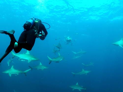 Arena Dive Club