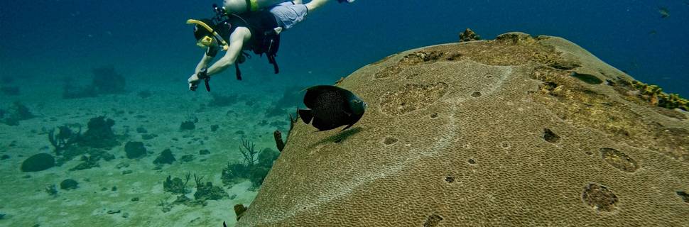 Tobago Dive Experience