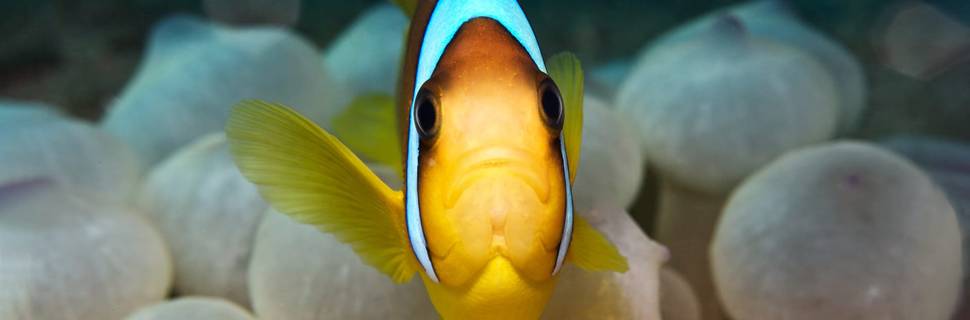 Sea Dancer Dive Center