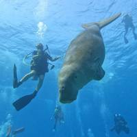 Coral Reef Divers