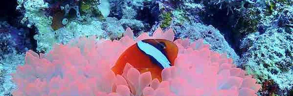 Dive Inn Hama