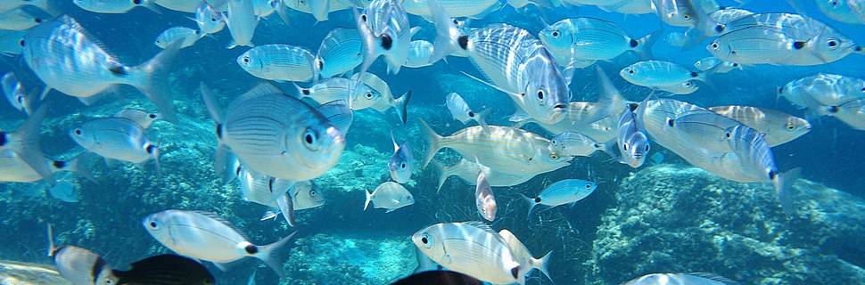 Subaqua Dive Service