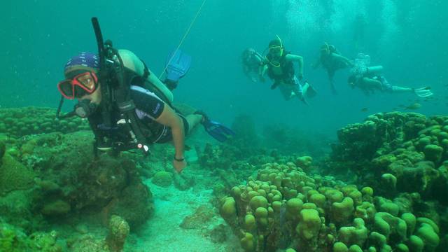 Dive Fair Helen