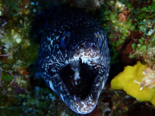 Dive with Martin