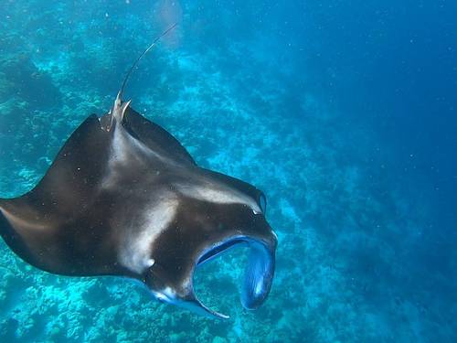 South Ari Dive