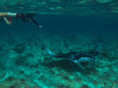 MSTS Scuba Fun