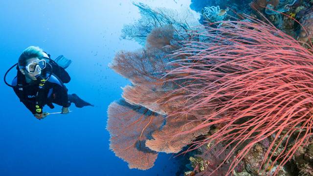 Pelagian Liveaboard
