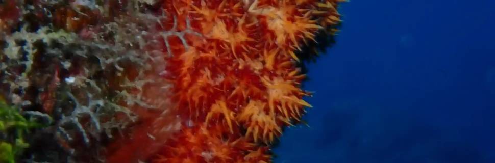 Ammathi Scuba
