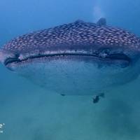 Deep Zone Dive Center