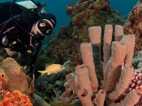 Dive Paradise