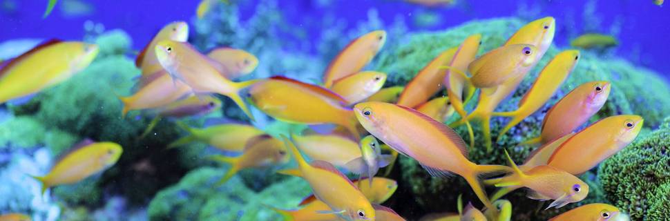 Marine Product