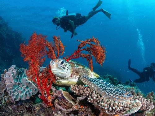 Aldesta Heron Island Pty Ltd