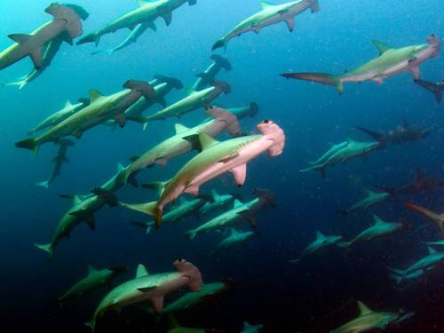 South West Rocks Dive Centre