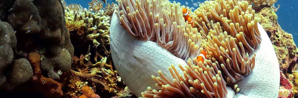 Trawangan Dive