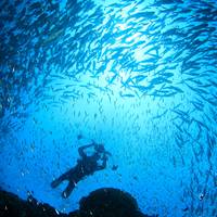Perth Diving Academy - Hillarys
