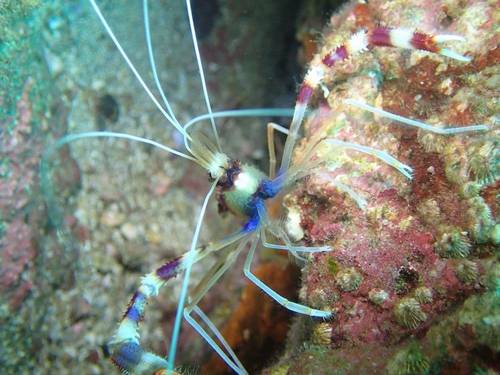 DIVE SHOP SMILERS
