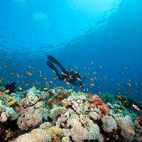 Blue Revival Diving College