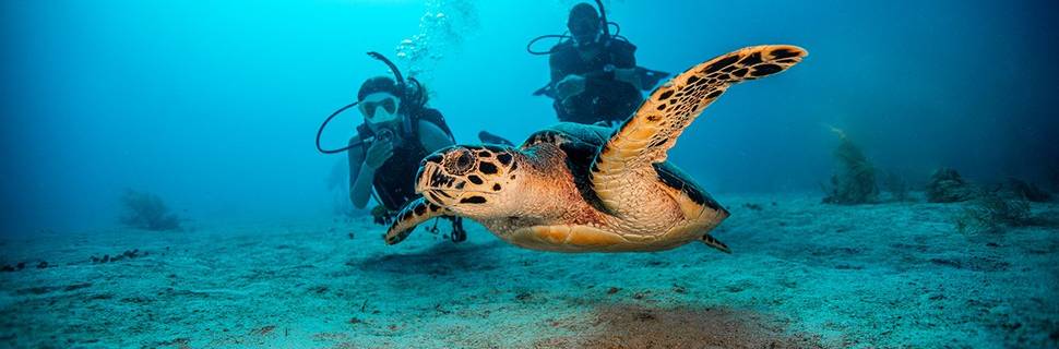 New Wave Divers Boracay Diving Activities
