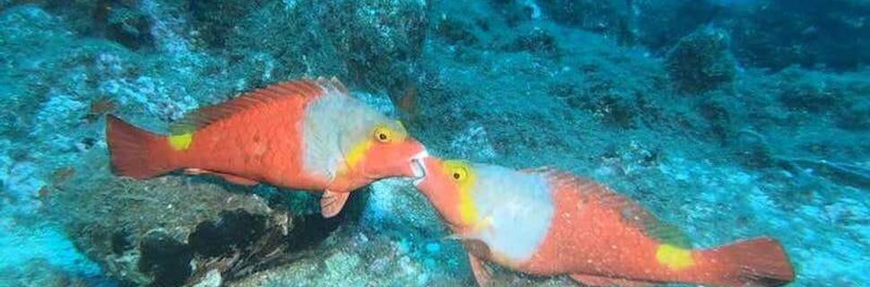 Madeira Oceanos - Diving Center ( Focusnatura)