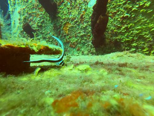 Cozumel Diving Trip