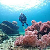 Scuba expert/krabi