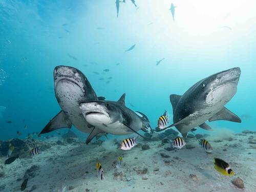 Fuvahmulah Dive