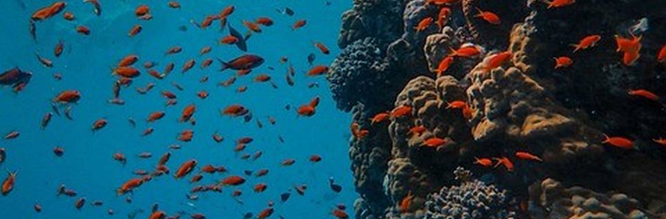 Scuba Andaman