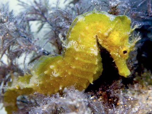 Buddies Dive Cove