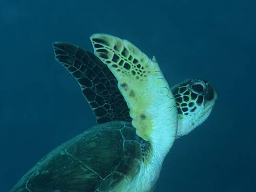 Cabo Verde Diving