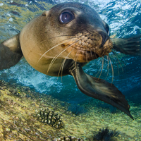 La Paz Diving Sea Lions Dive Center