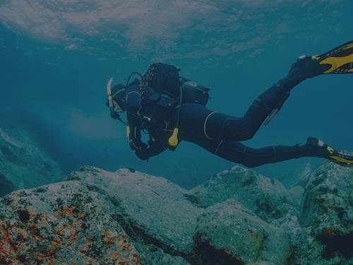 Sun Seals Divers
