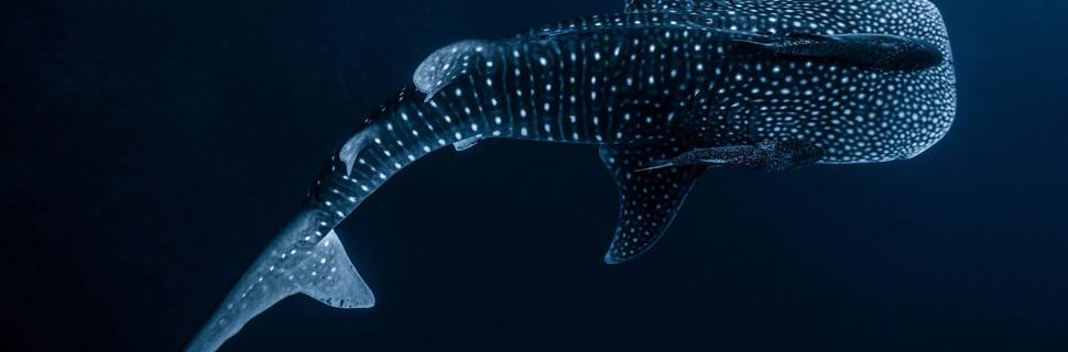 Mexico Whale Shark Cancun