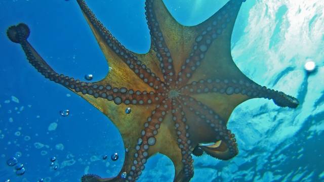 Big Blue Diving