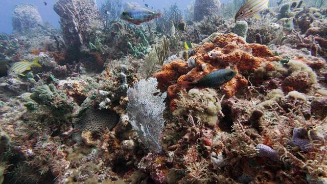 Delta's Splash Dive Center