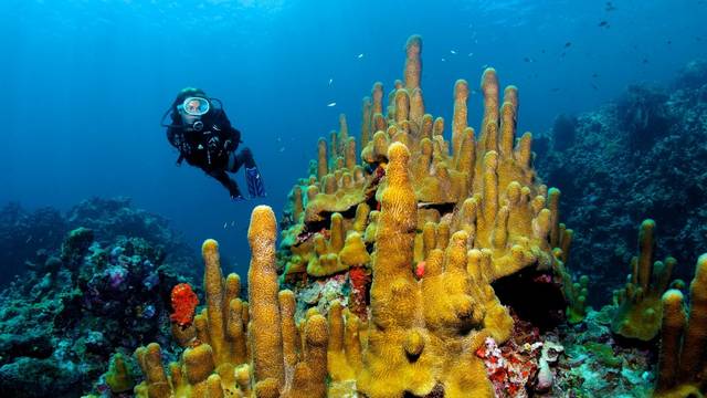 Anse Chastanet Scuba St Lucia