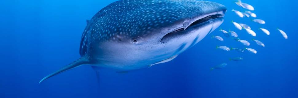 All4Diving Phuket