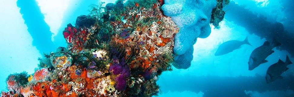 Dive Ningaloo