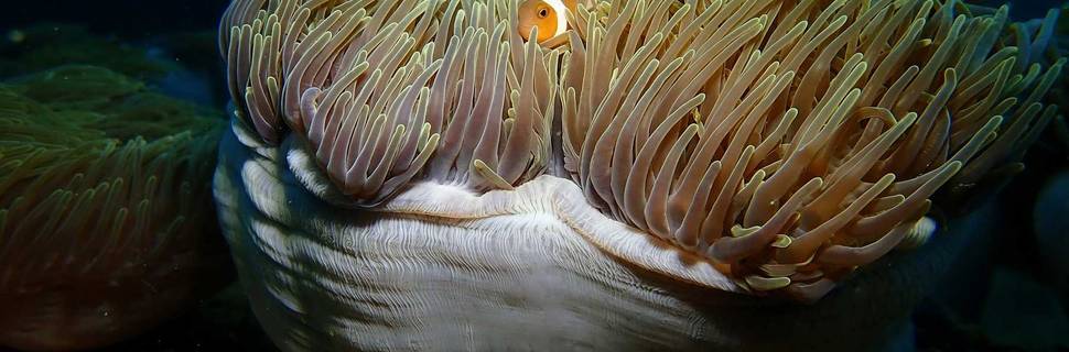 Nirwana Gardens Dive Centre