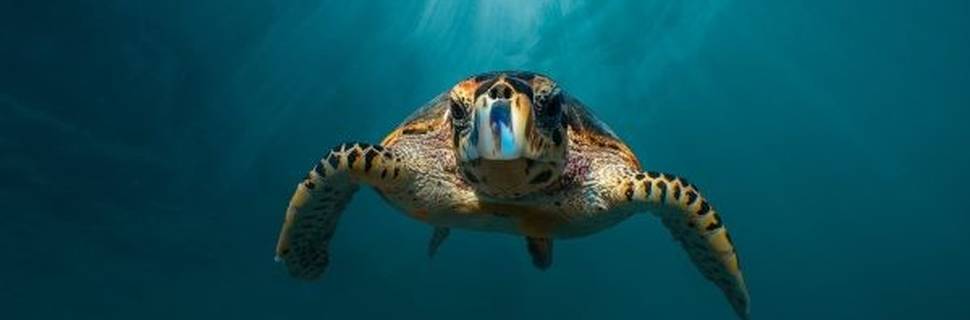 Dive Butler Amilla